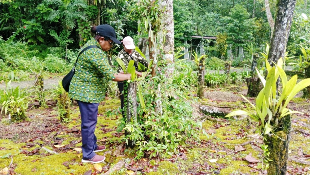 Rutinitas Tbta Biak - pengecekan dan pemeliharaan Tanaman Anggrek