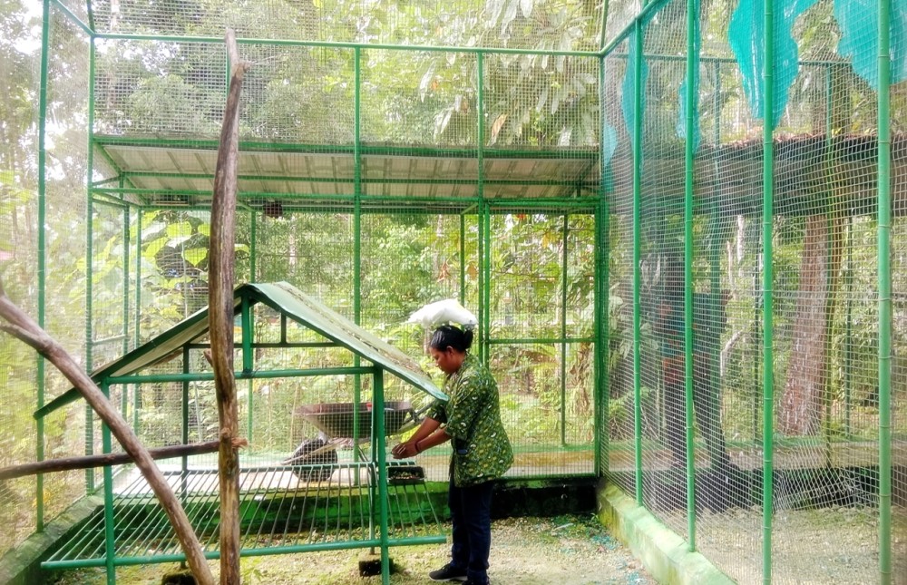 Rutinitas Pemberian Makanan Burung