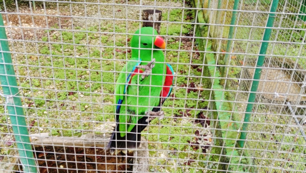 Rutinitas Pemberian Makanan Burung