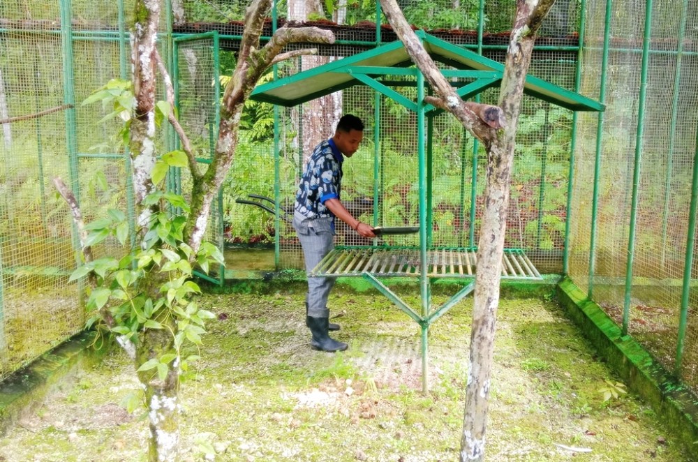 Rutinitas Pemberian Makanan Burung
