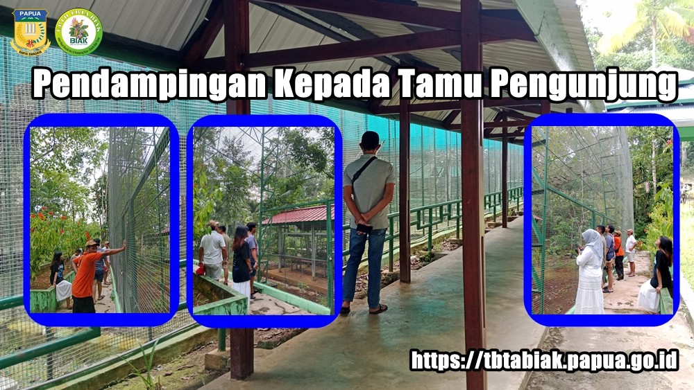 Tamu Pengunjung Tbta Biak / Wisatawan Dalam Negeri