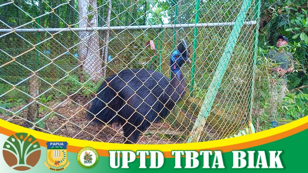 Kunjungan Tamu Asing dan Anggota Komisi II DPRP Papua
